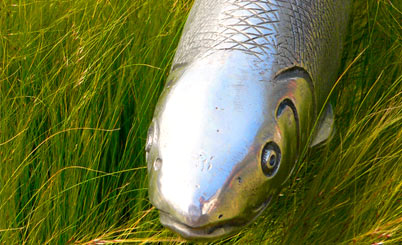 ddos网页在线攻击