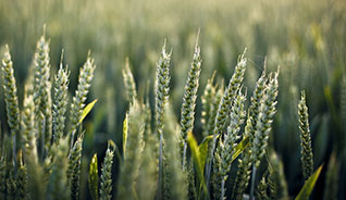 网页DDOS攻击平台